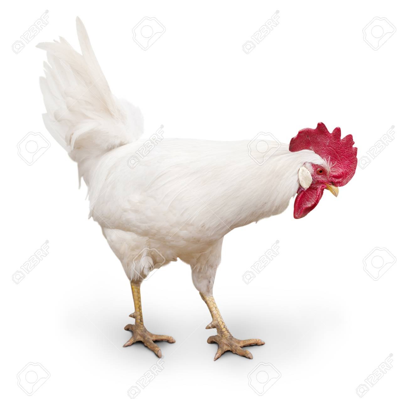 20251031161452867991761927292_70116824-white-cock-walking-on-a-white-background-isolated.jpg